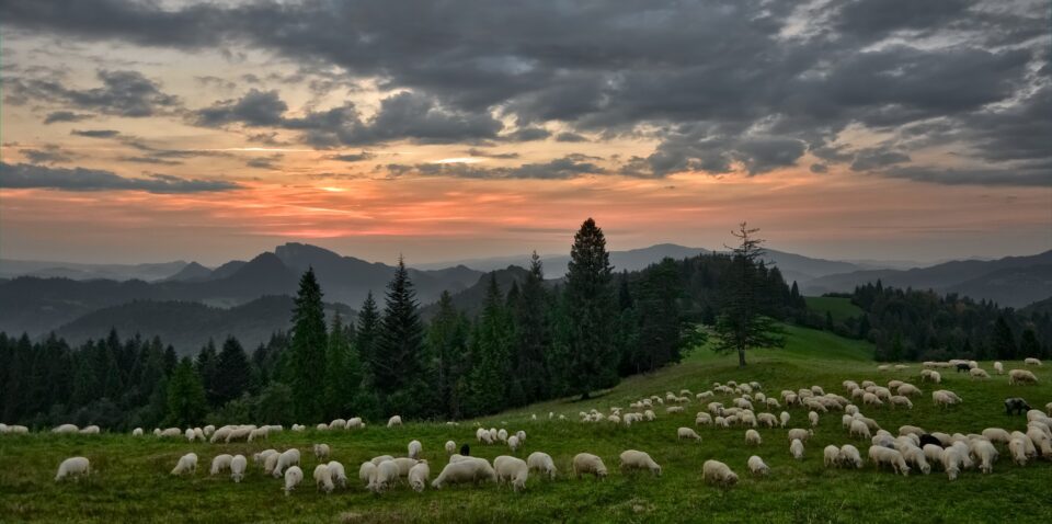 Bijahu kao ovce bez pastira. | HKM