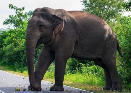 Unatoč upozorenjima Crkve, tigrovi i slonovi prijete životima u Kerali u Indiji