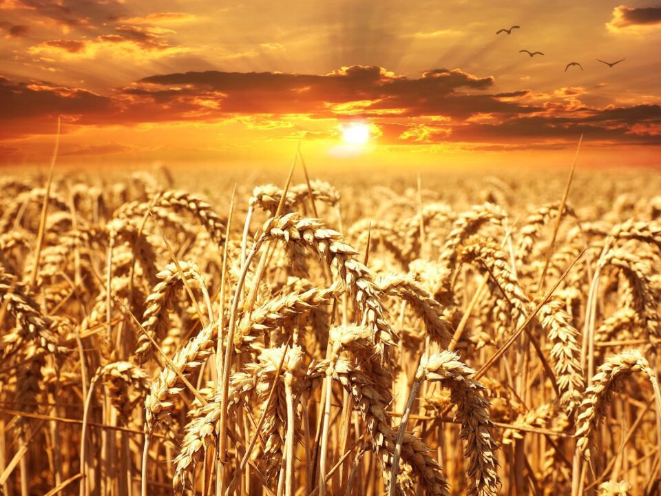 Ako pšenično zrno, pavši na zemlju, umre, donosi obilat rod | HKM