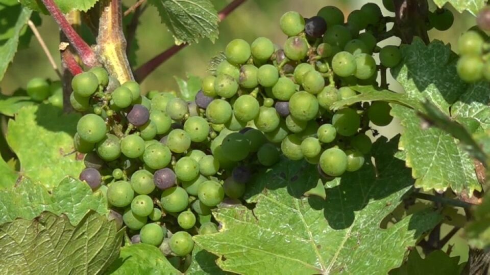 Kako se belgijski vinogradi prilagođavaju klimatskim promjenama?