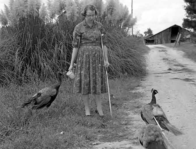 Flannery O’Connor: Wildcat ili Hound of Heaven?